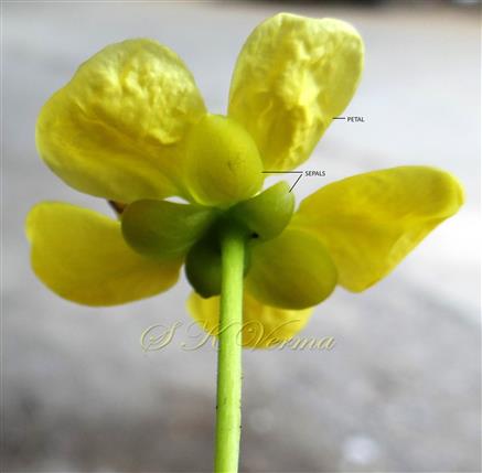  Flower (Lower view) - Calyx and Corolla